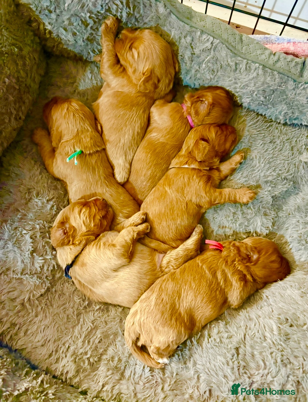 Cavapoo dogs for sale: BEAUTIFUL F1 CAVAPOOS - Image 3