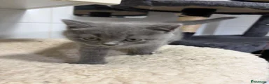 British Shorthair 3