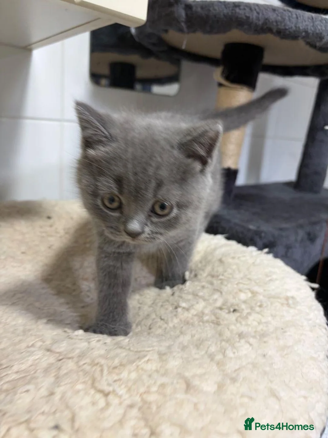 British Shorthair cats for sale: purebred British Shorthair kittens - Advert 6