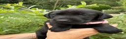 Labrador Retriever dogs for sale: Beautiful KC Black Labrador Retriever Puppies  - Advert 17