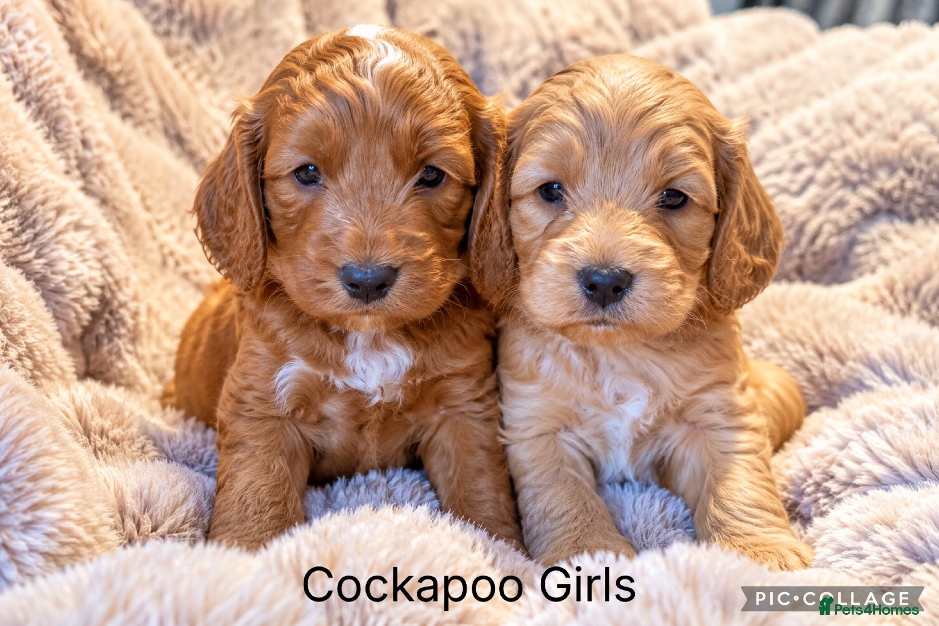 Cockapoo dogs for sale: Stunning Red F1 Cockapoo’s - Advert 1