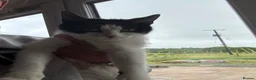 Mixed Breed cats for sale: Black and white Kittens  - Advert 1