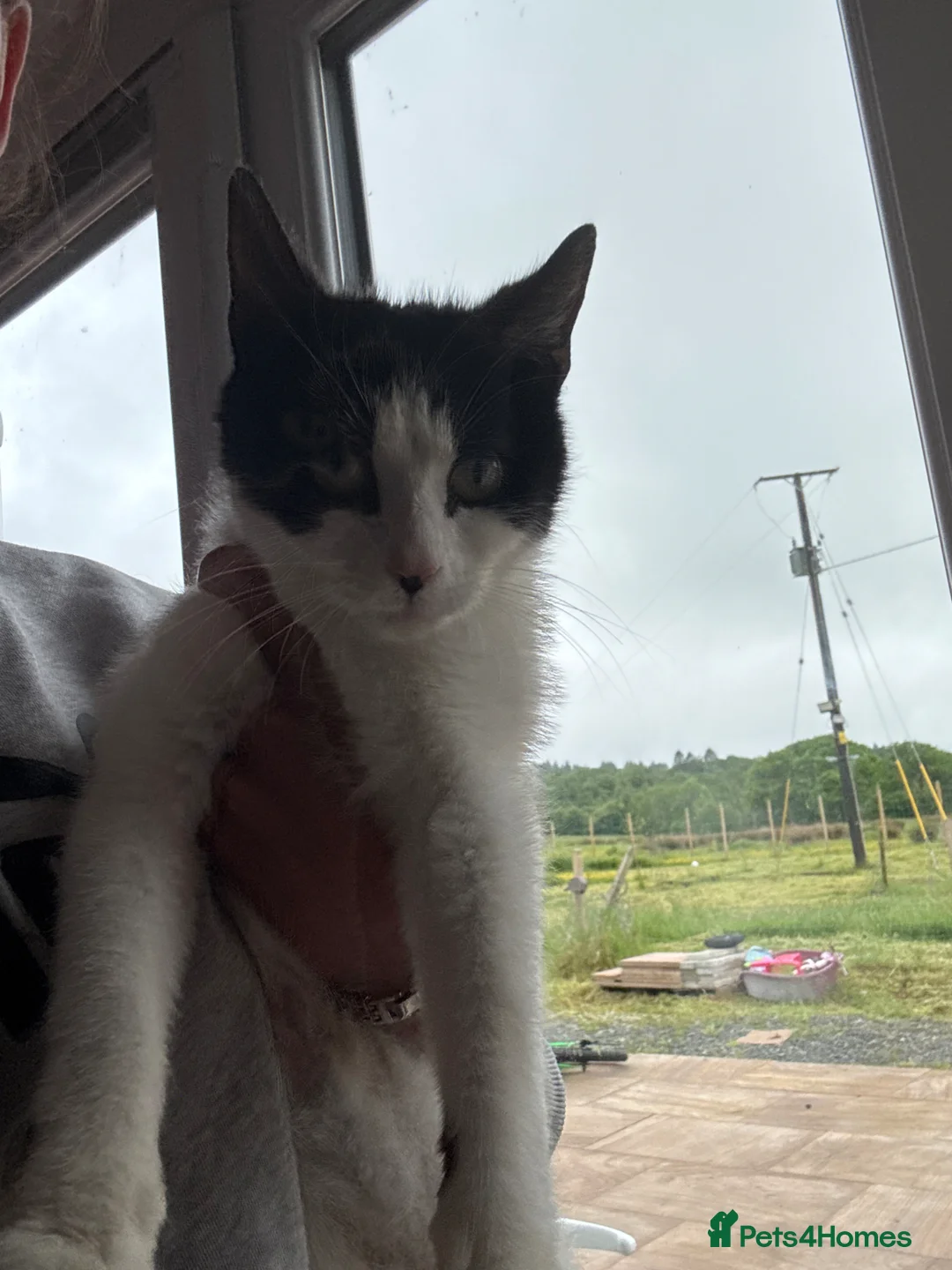 Mixed Breed cats for sale: Black and white Kittens  - Advert 1