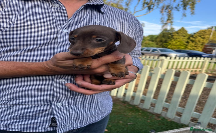 Miniature Dachshund dogs - Advert 2