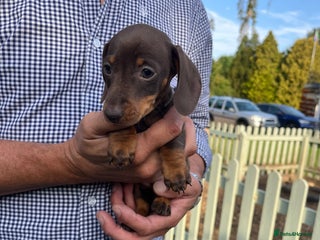 Miniature Dachshund dogs - Advert 6