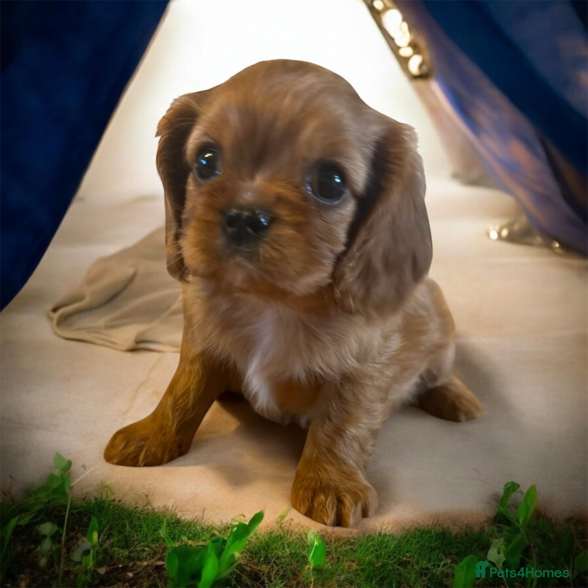 Cavalier King Charles Spaniel dogs DNA 🧬 CLEAR CAVALIER KING CHARLES PUPPIES - Advert 2