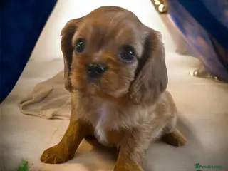 Cavalier King Charles Spaniel dogs DNA 🧬 CLEAR CAVALIER KING CHARLES PUPPIES - Advert 2