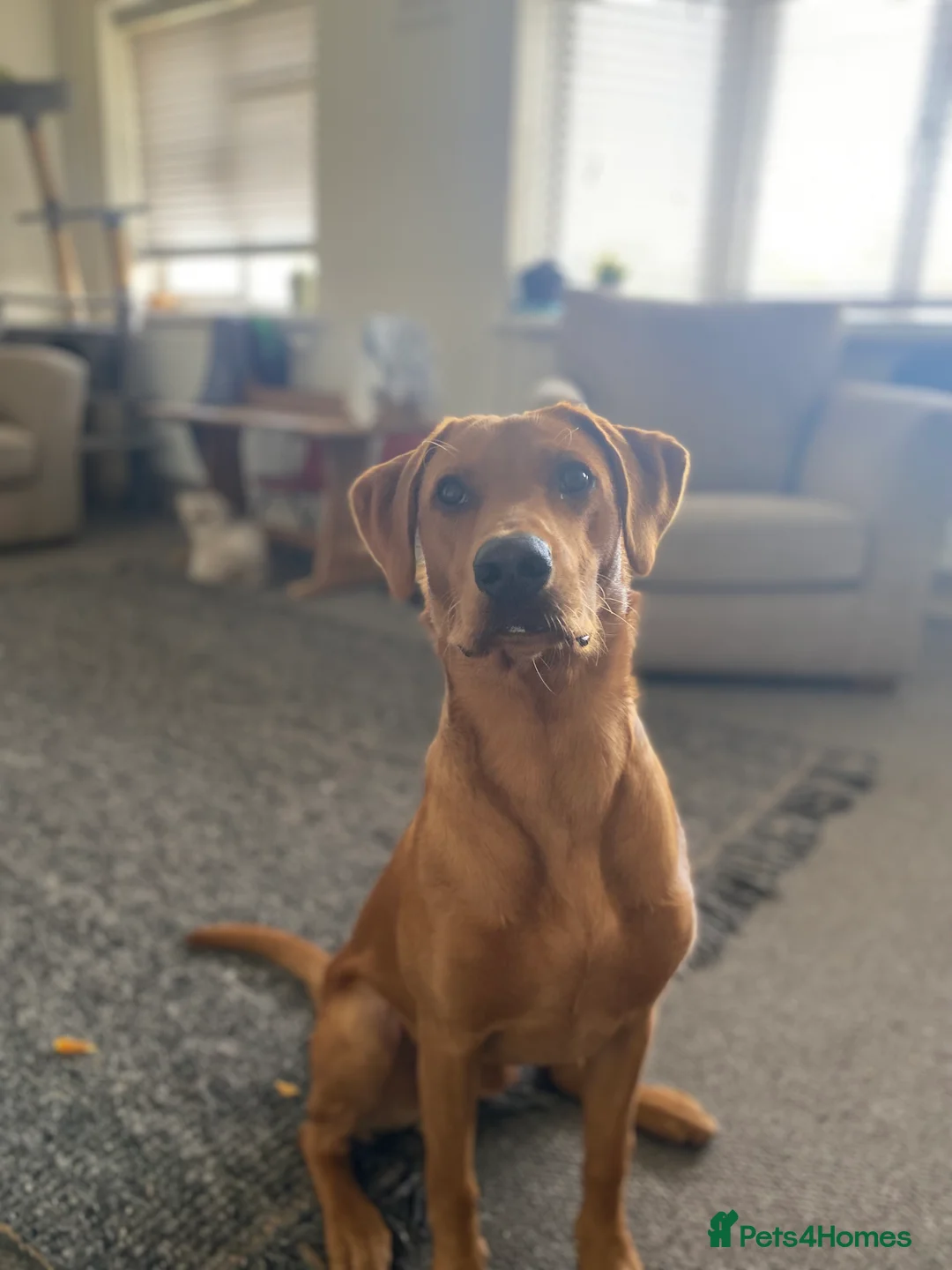 Labrador Retriever dogs for sale: Fox Red Rufus  - Advert 4