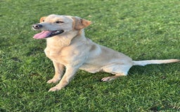 Labrador Retriever dogs for sale: Brockwell Gundogs  - Image 6