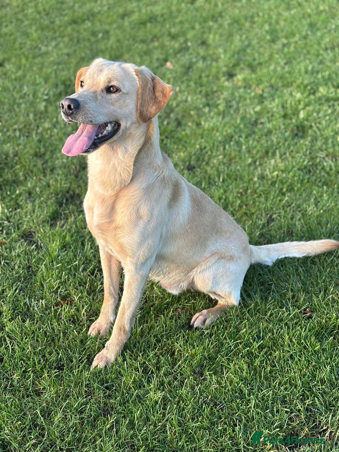 Labrador Retriever dogs for sale: Brockwell Gundogs  - Image 6