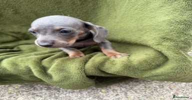 Miniature Dachshund dogs - Advert 4