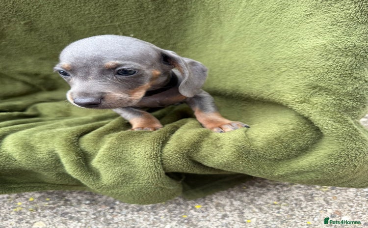 Miniature Dachshund dogs - Advert 13