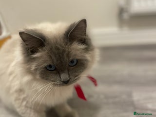 Ragdoll cats GCCF queen - Advert 1