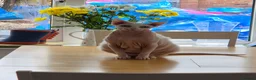 Sphynx cats for sale: Gorgeous bonded pair of Sphynx cats in Worthing - Advert 15