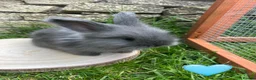 Angora rabbits for sale: Full Face English Angoras - Advert 20