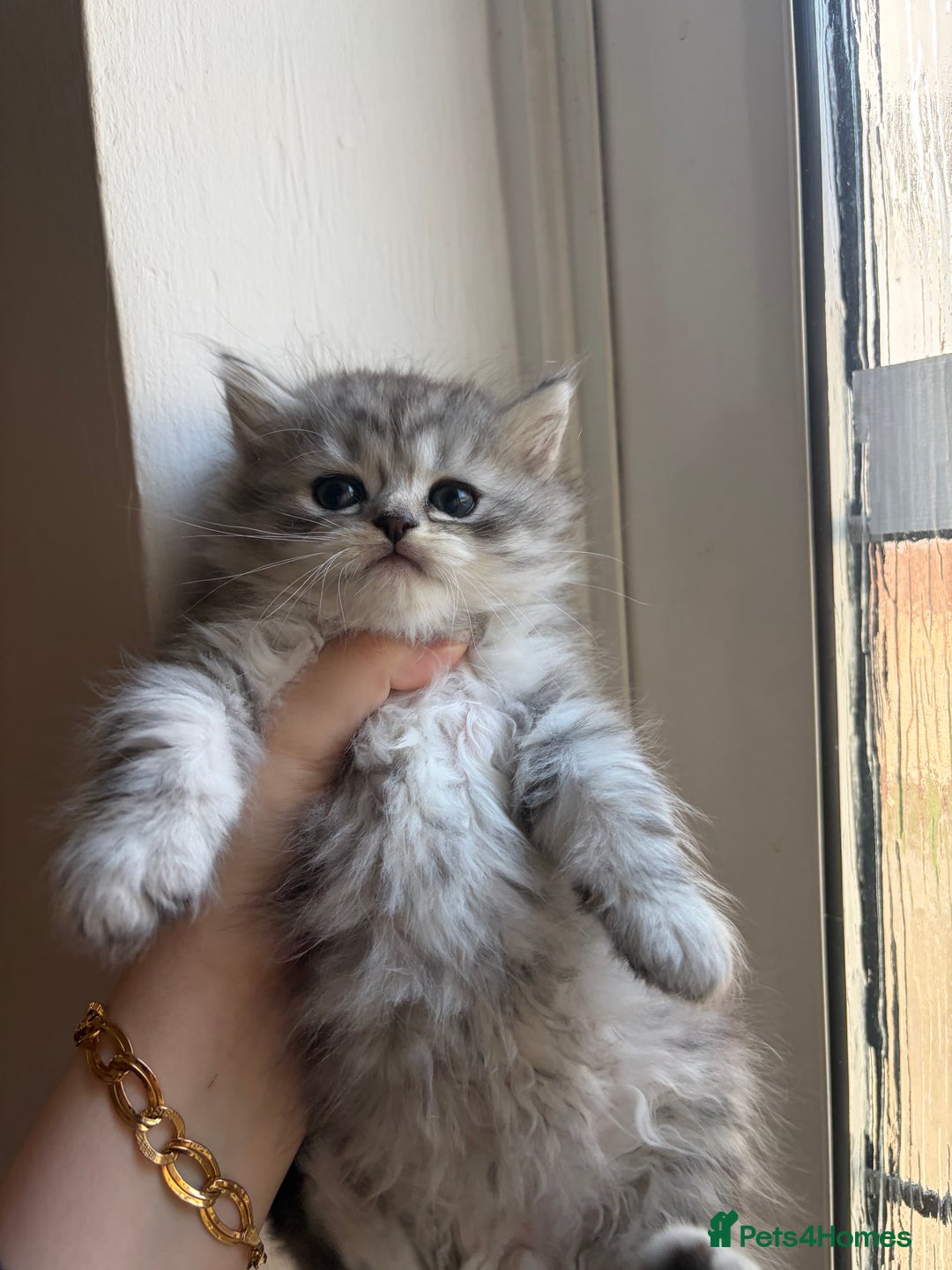 British Shorthair cats for sale: British short hair/persian mother - Advert 26