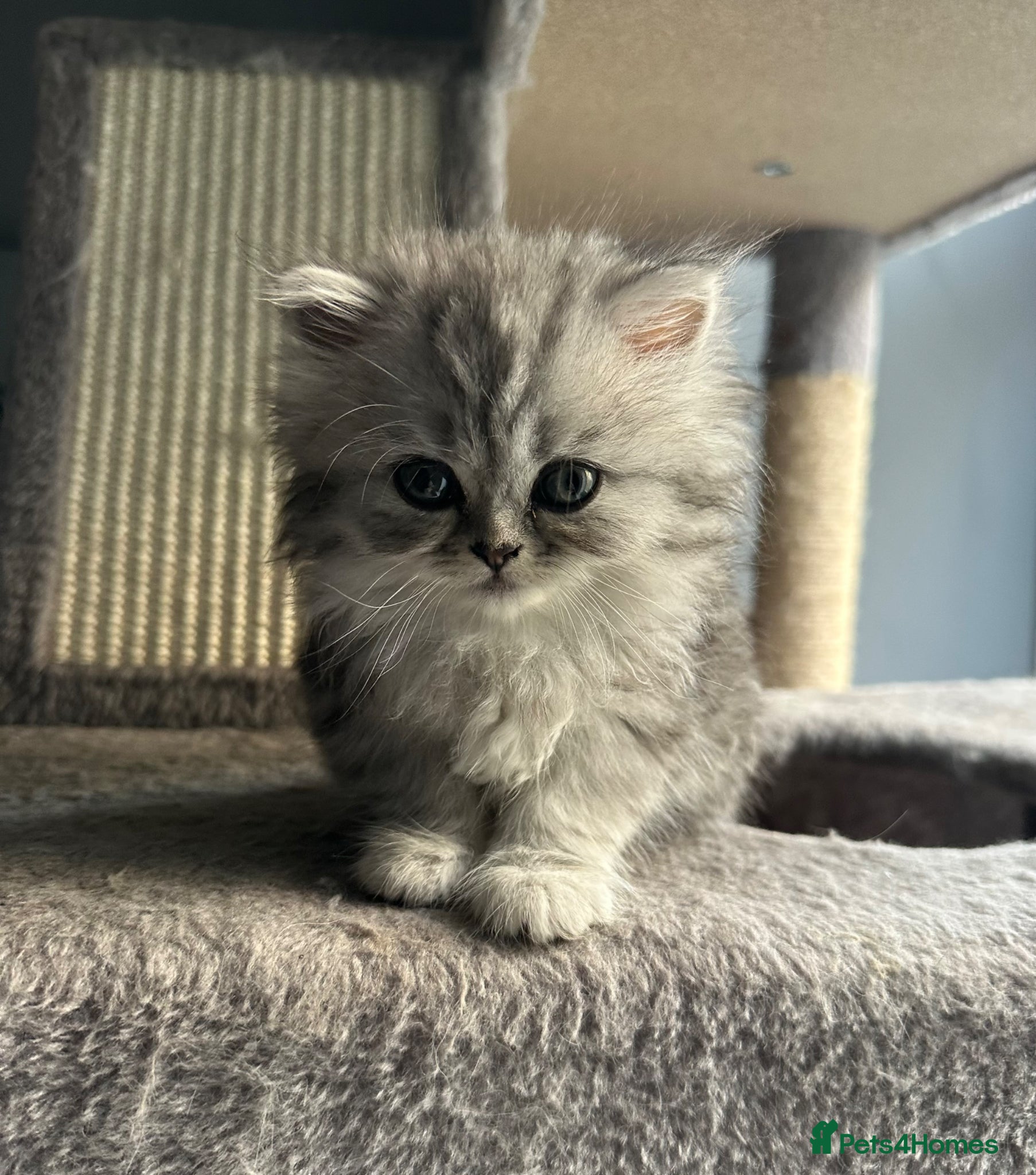 Persian cats Pure Persian long coat kitten’s - Advert 1