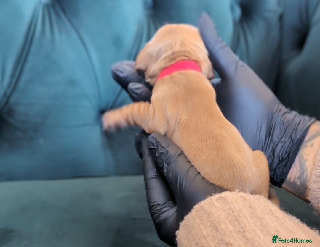 Cocker Spaniel dogs for sale: 🐾Pedigree Show cocker spaniel puppies🐾 - Image 17