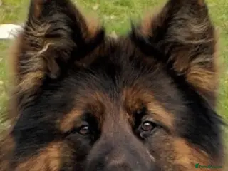 German Shepherd dogs STUNNING GERMAN SHEPHERD AT STUD in Doncaster - Advert 2