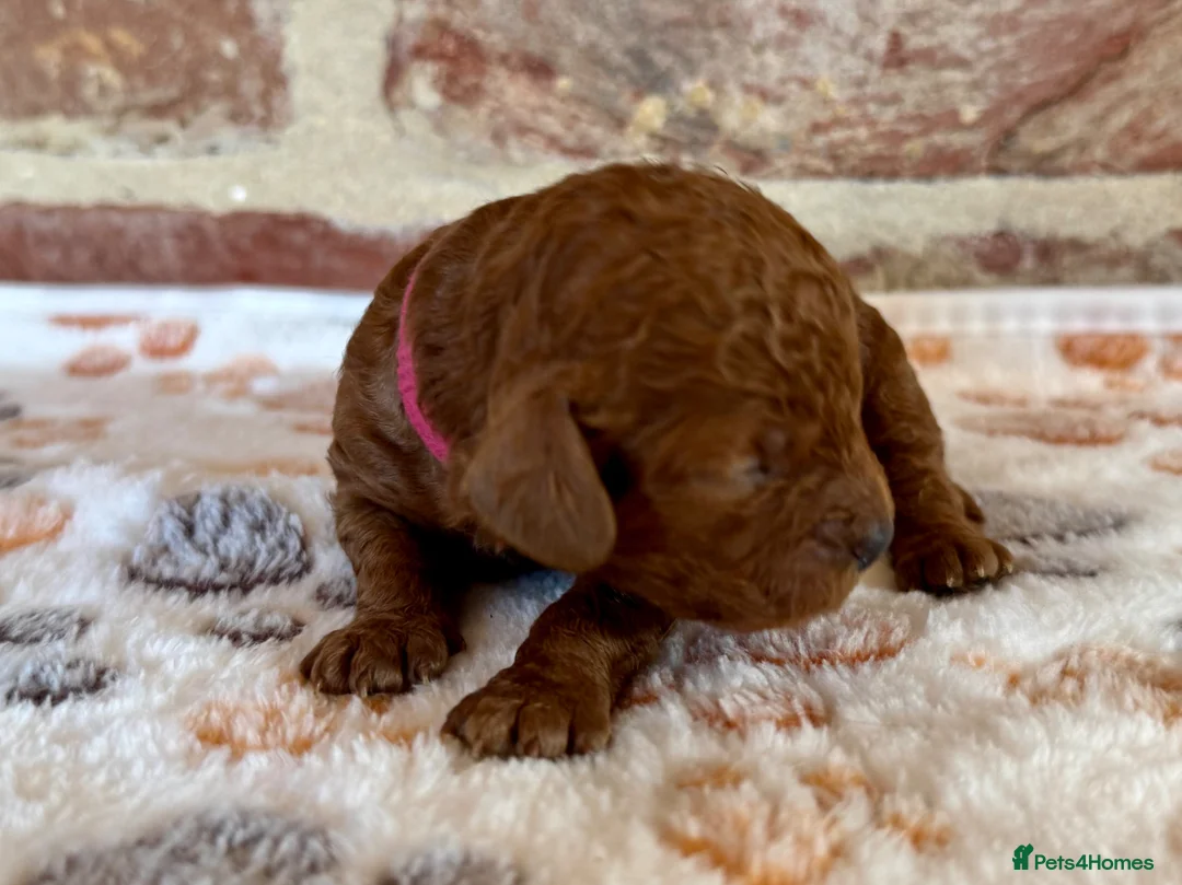 Cavapoo dogs for sale: F1b Cavapoos  - Advert 18