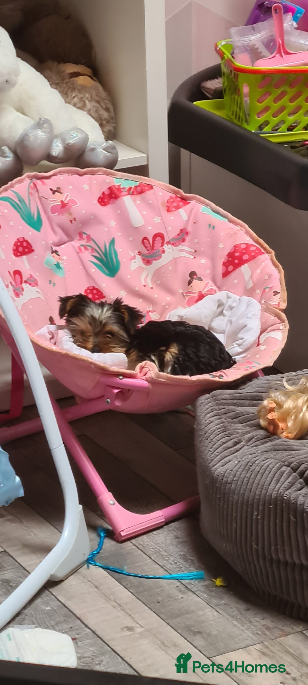 Yorkshire Terrier dogs for sale: Tiny beautiful Yorkshire Terrier - Image 4