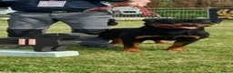 Rottweiler dogs for stud: Romanian Junior Champion Rottguardian Igor - Advert 15