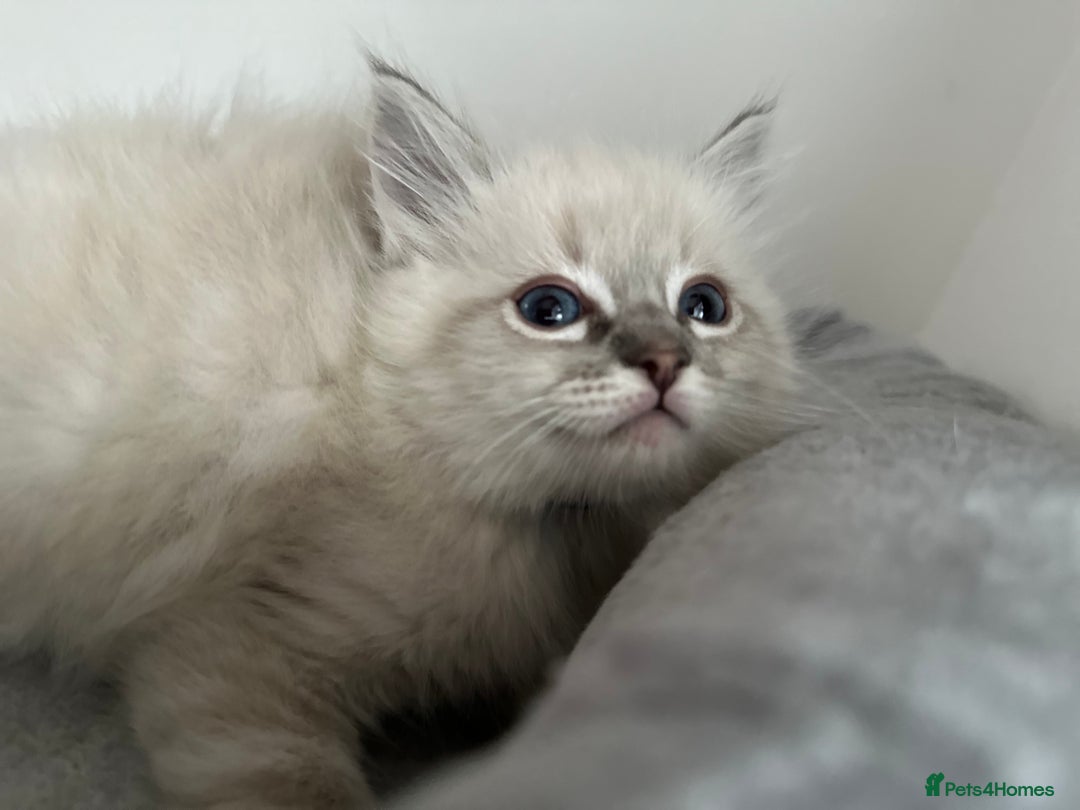 Ragdoll cats for sale: Gorgeous ragdoll kittens  - Advert 22