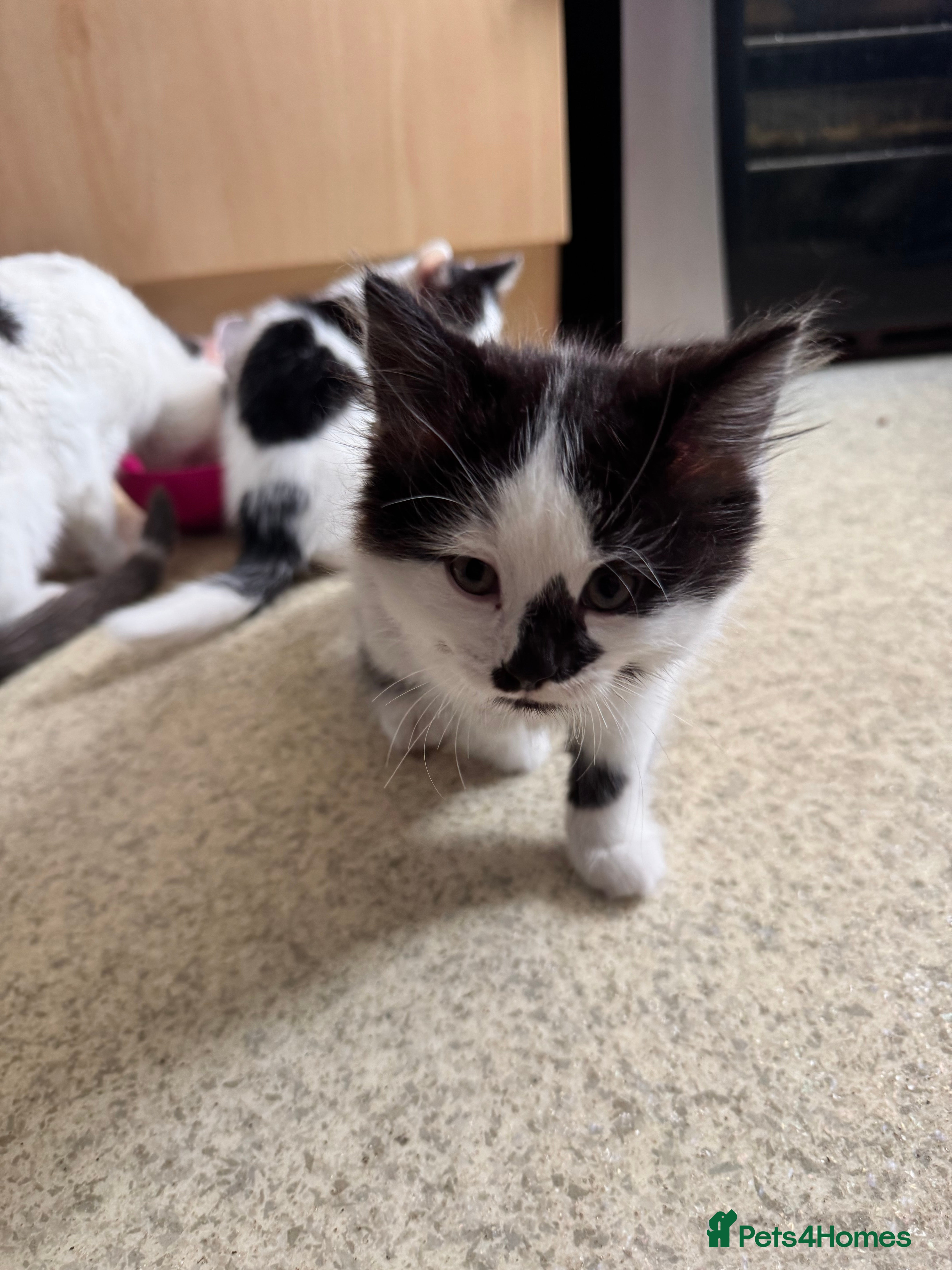 Mixed Breed cats for sale: Kittens for sale - Advert 3