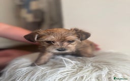 Morkie dogs for sale: Morkie teeny tiny mini pups  - Image 7