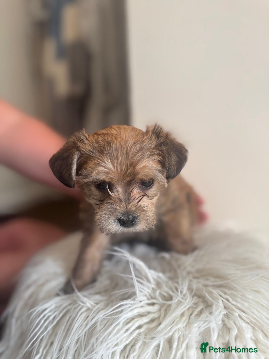 Morkie dogs for sale: Morkie teeny tiny mini pups  - Image 7