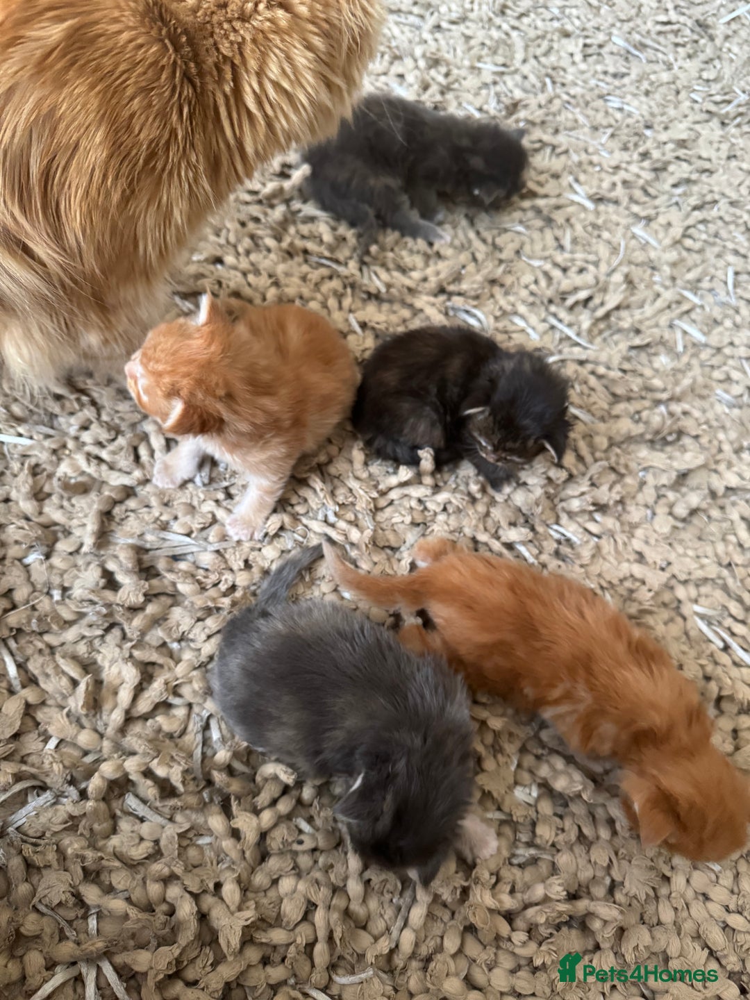 Maine Coon cats for sale: Five gorgeous mainecoon kittens - Advert 4