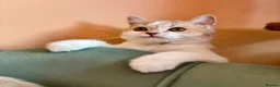 Scottish Fold cats for sale: Pedigree Adorable Scottish Fold Kittens  - Advert 8