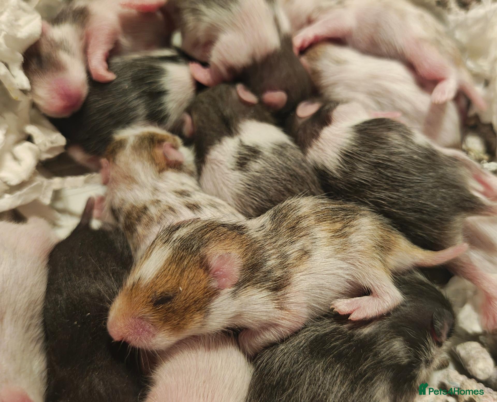 Hamster rodents for sale: Baby Syrian hamsters ready to go November 20th.. - Advert 9