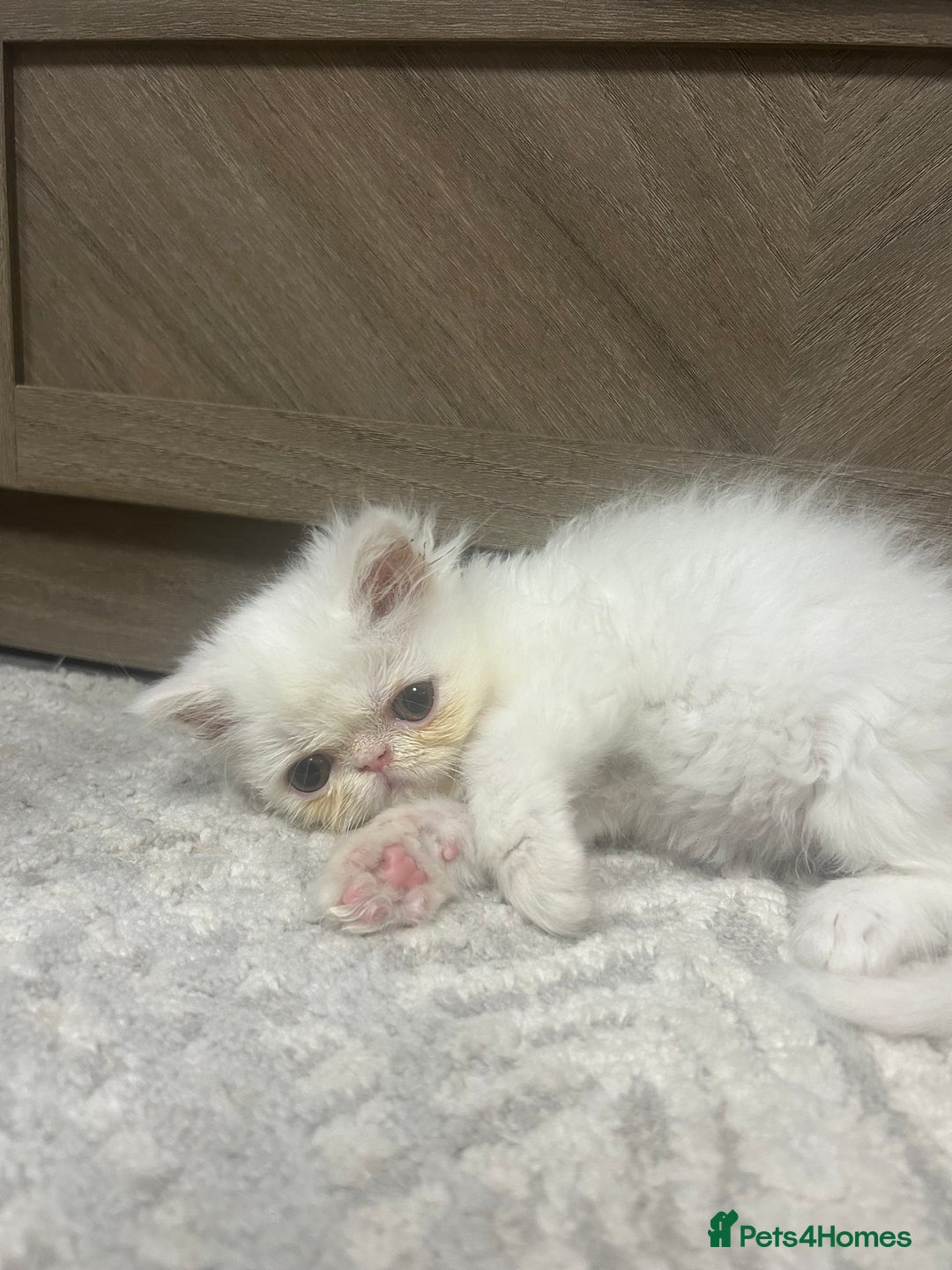 Persian cats for sale: Beautiful Persian kittens - Advert 4