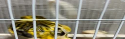Canaries birds for sale: Mix selection of canaries Norwich/Border  - Advert 17