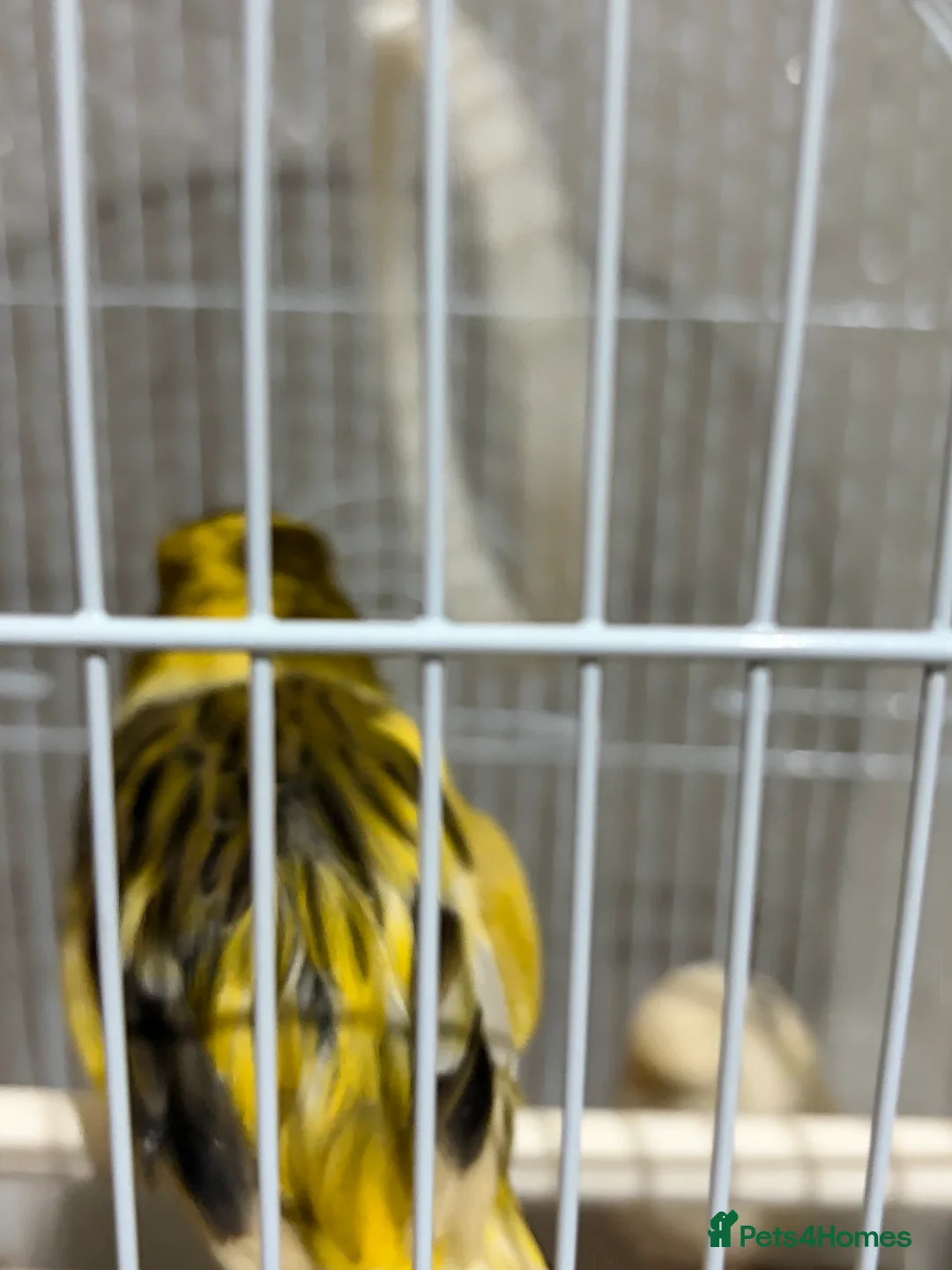 Canaries birds for sale: Mix selection of canaries Norwich/Border  - Advert 17
