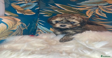 Shihpoo dogs - Advert 1