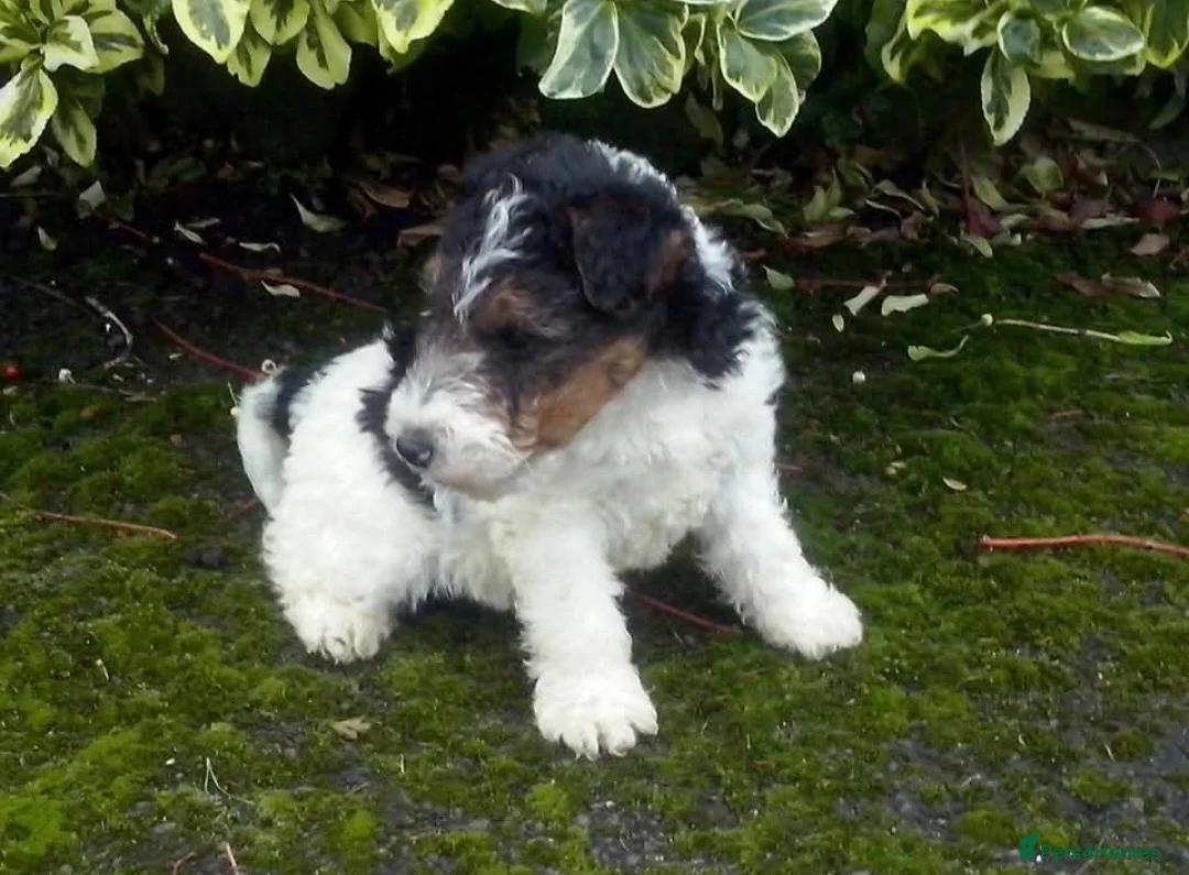 Fox Terrier dogs for stud: KC REG WIRE FOX TERRIER STUD in Todmorden - Advert 7