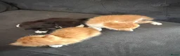 Mixed Breed cats for sale: Three beautiful fuffy little kitties girls - Advert 6