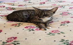 Savannah cats for sale: Beautiful Savannah Girl for 5* home - Image 6