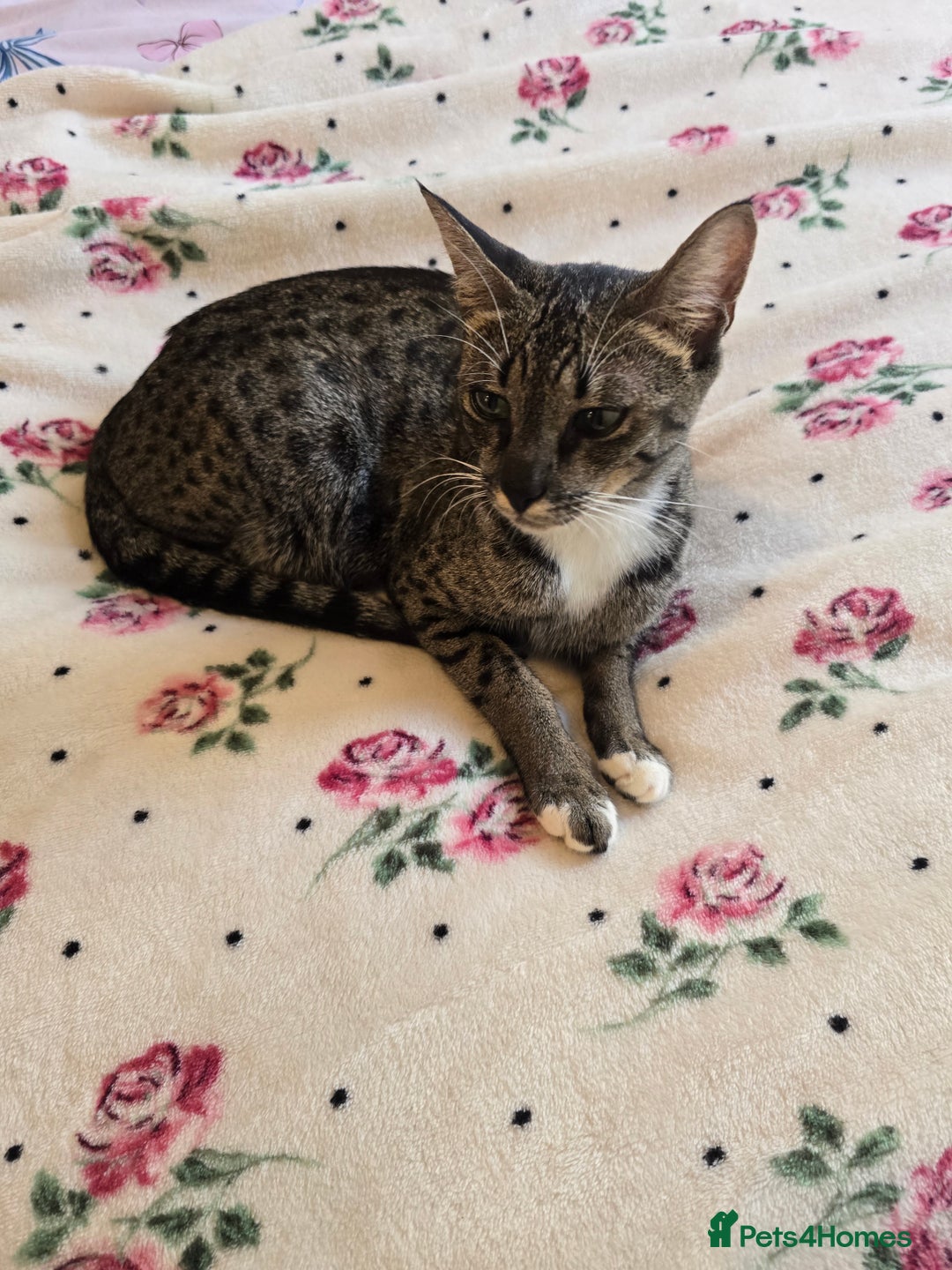 Savannah cats for sale: Beautiful Savannah Girl for 5* home - Image 6