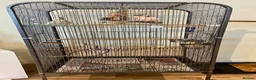 Cockatiels birds for sale: Bonded pair cockatiels  in Thirsk - Advert 10