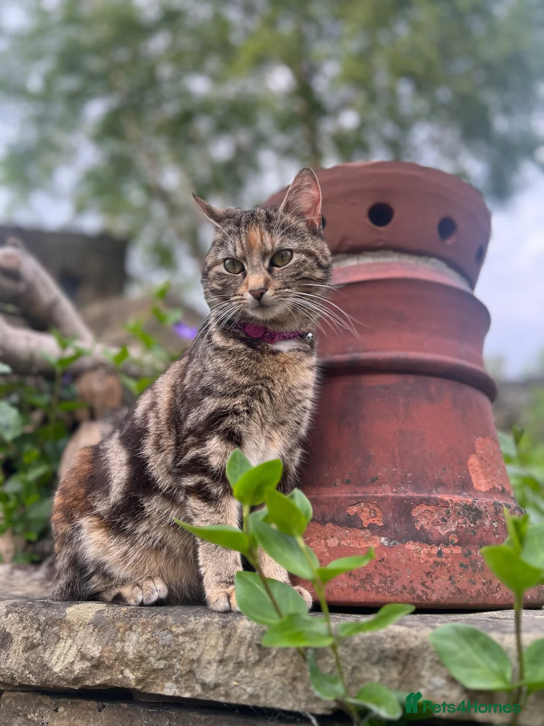 Domestic Shorthair cats for sale: Gorgeous litter - 2 ginger boys and 1 tabby girl  - Advert 7