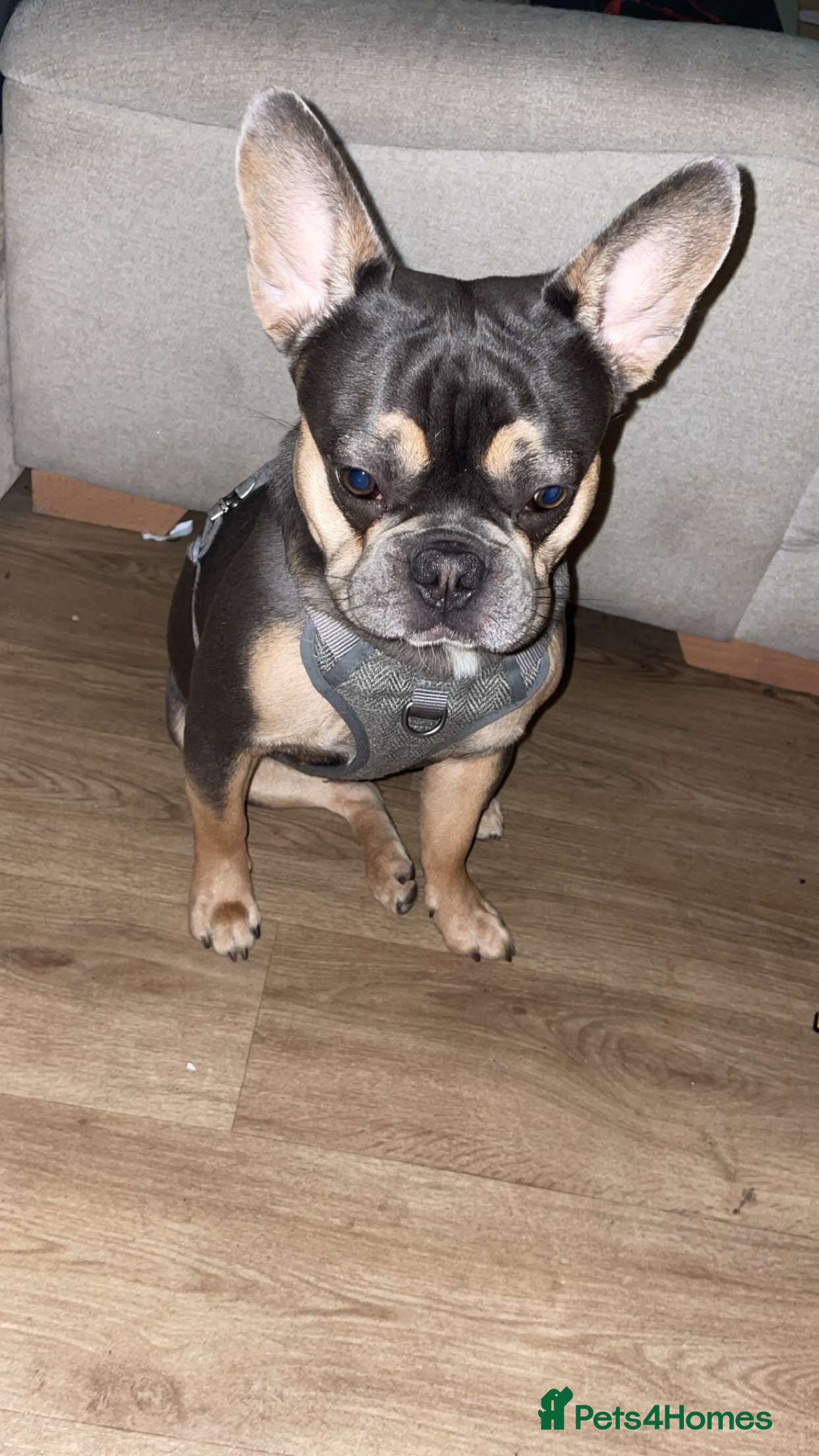 French Bulldog dogs Male Tri French Bulldog (1 year old Puppy) - Advert 1