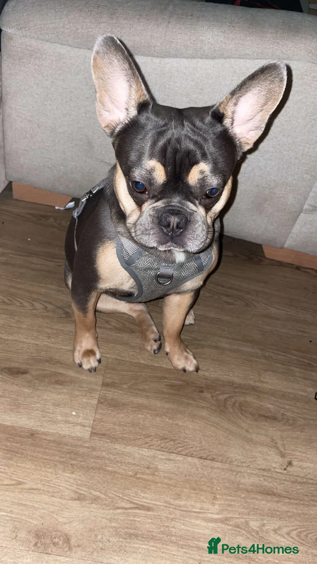 French Bulldog dogs for sale: Male Tri French Bulldog (1 year old Puppy) in London - Advert 1
