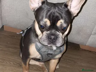 French Bulldog dogs Male Tri French Bulldog (1 year old Puppy) - Advert 1