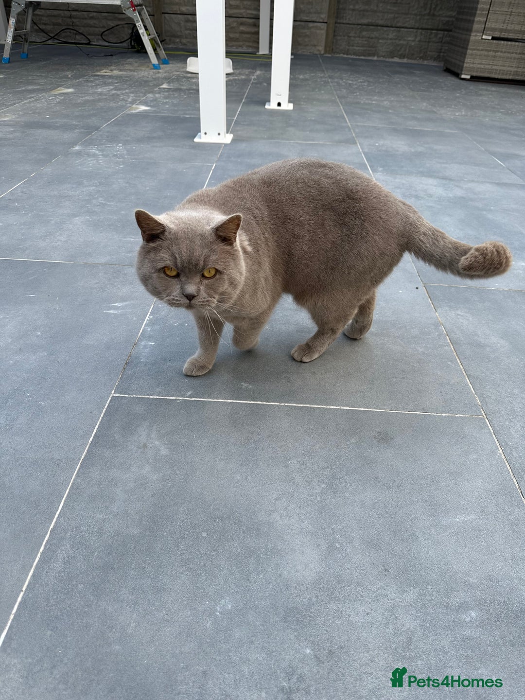 British Shorthair cats for sale: Two Male British Shorthair Free to the right hom - Advert 4
