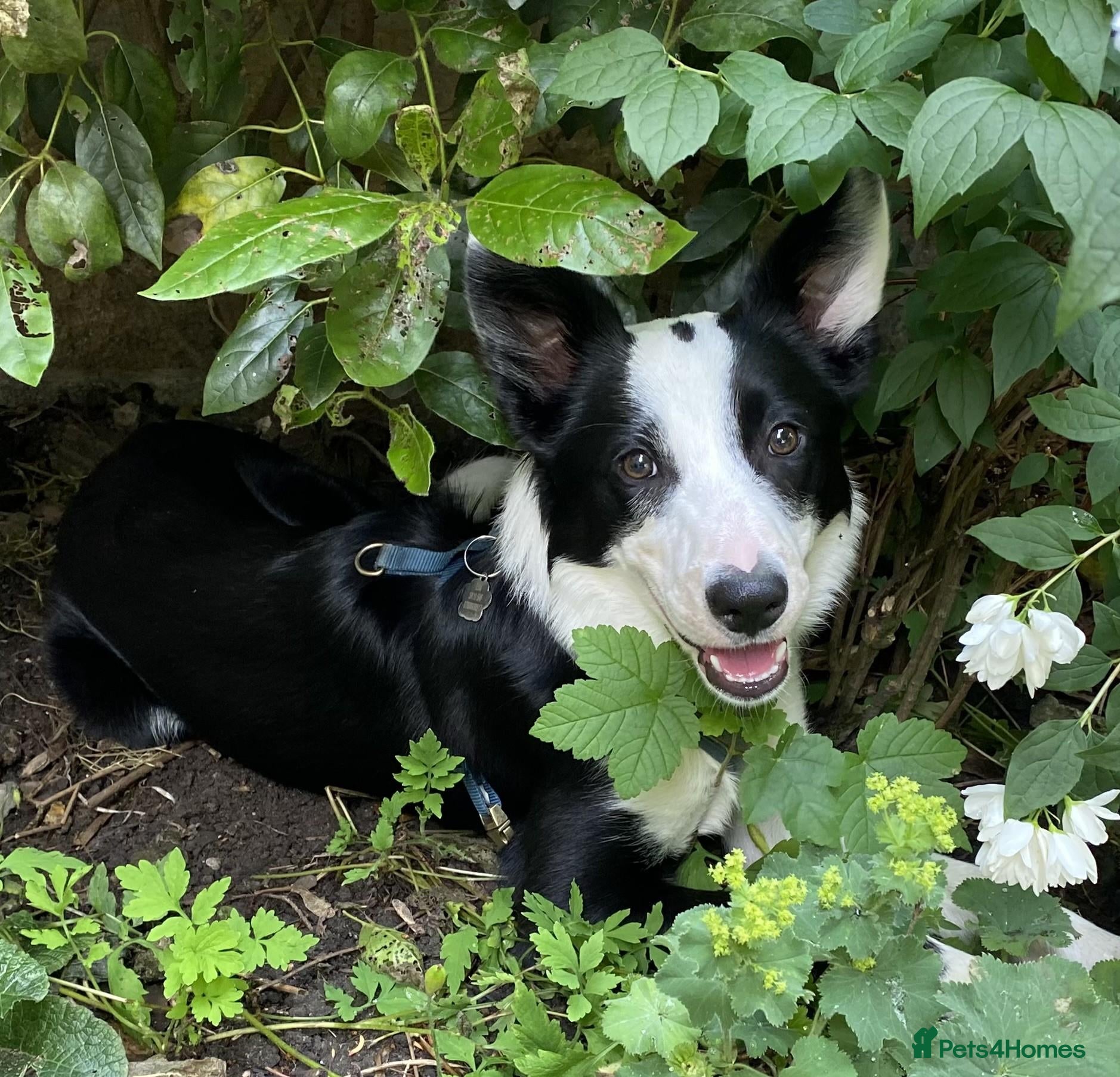 Border Collie dogs 3 girls and 2 boys for sale - Advert 1