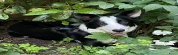 Border Collie dogs for sale: 3 girls and 2 boys for sale in Macclesfield - Advert 1