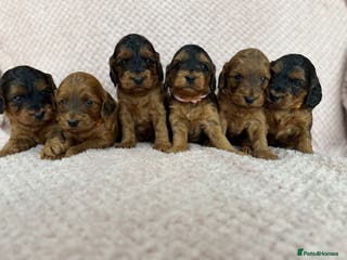 Cockapoo dogs Beautiful Cockapoos puppies - fully health tested - Advert 1